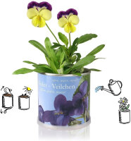 MacFlowers® | Kleines Anzuchtset mit Veilchen | Geschenk Set mit Einer Sorte Samen in süßer instant Blumendose