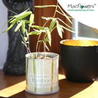 MacFlowers® Blumen in der Dose Bambus - Bamboo |...