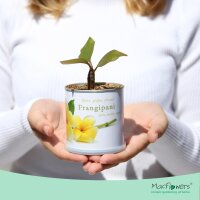 MacFlowers Frangipani | Anzuchtset als besondere Geschenk...