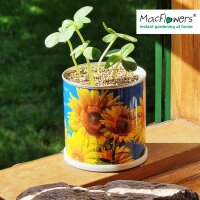 MacFlowers® | Kleines Anzuchtset mit Sonnenblumen |...